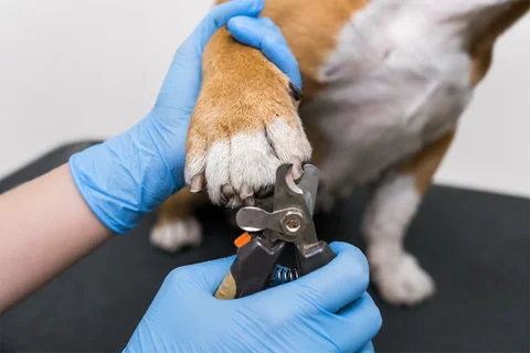 Dog nail trimming at Parkview Pet Center in Doha, Qatar