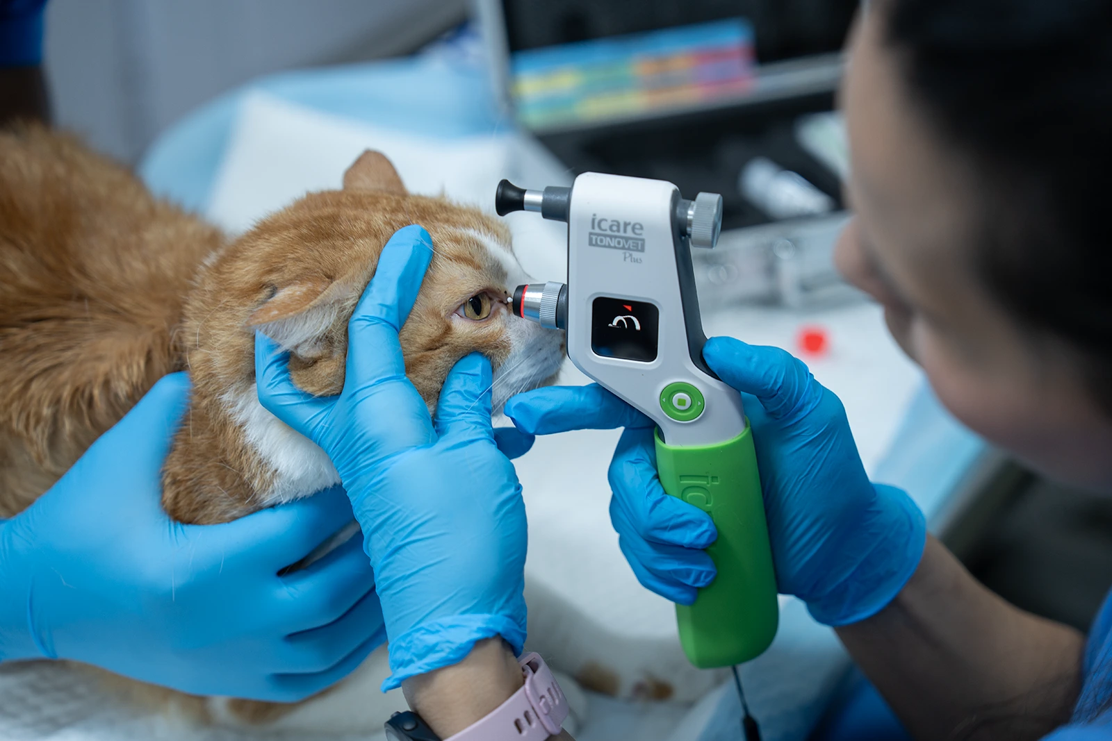Veterinary eye examination at Parkview Pet Center in Doha, Qatar