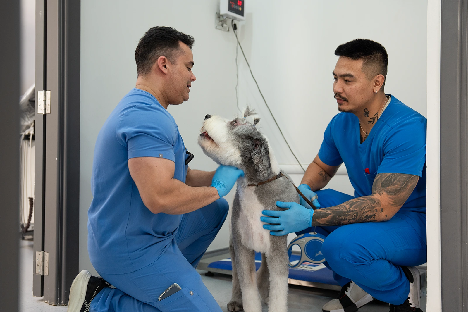 General health checkup for dogs at Parkview Pet Center in Doha, Qatar