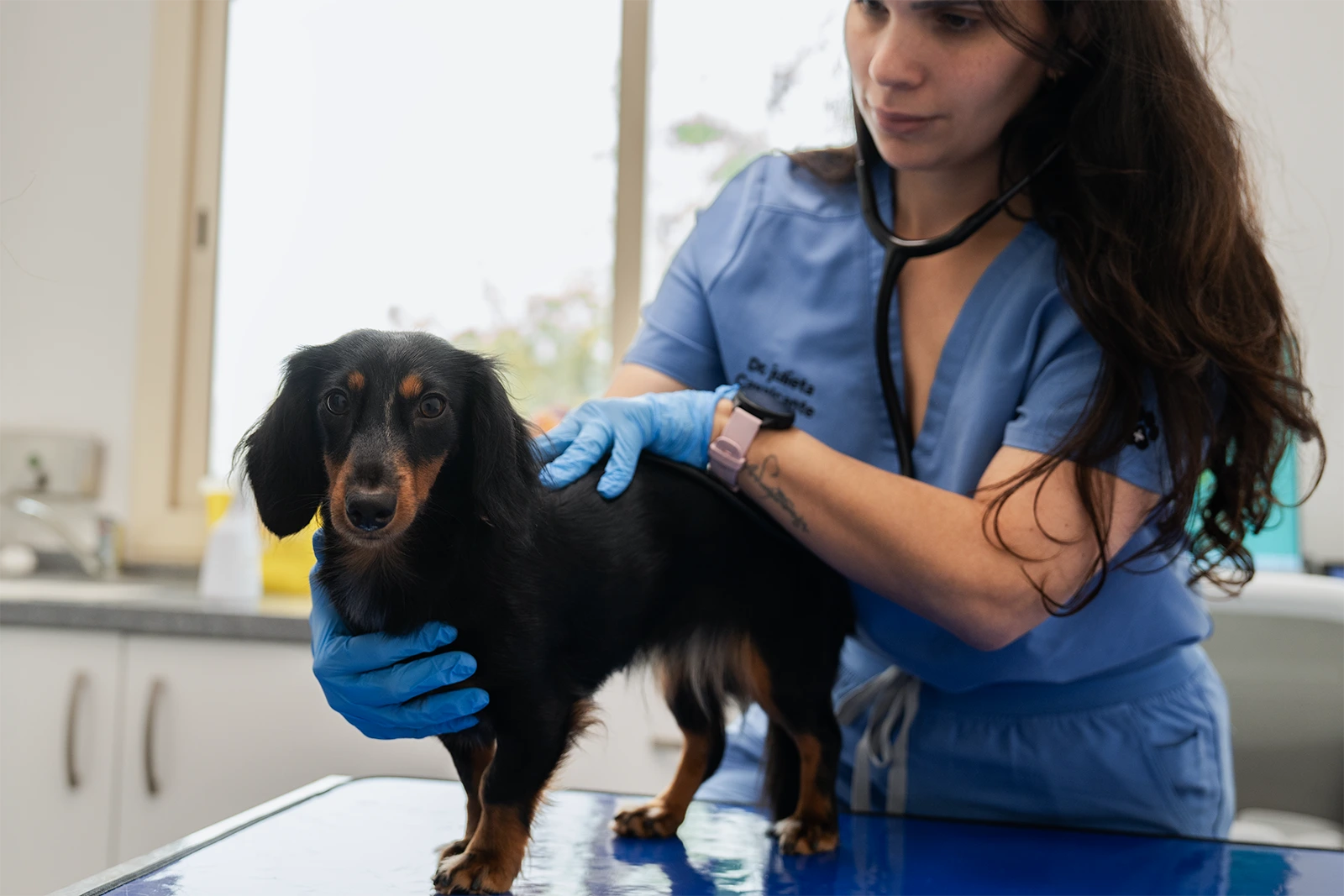 Veterinary internal medicine checkup at Parkview Pet Center in Doha, Qatar