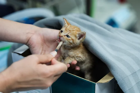 رعاية الجراء والقطط الصغيرة في مركز بارك فيو الدوحة