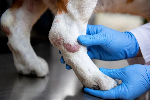 Medicated grooming for allergic dermatitis at Parkview Pet Center in Doha, Qatar