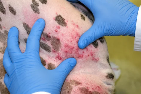 Medicated grooming for bacterial pyoderma at Parkview Pet Center in Doha, Qatar