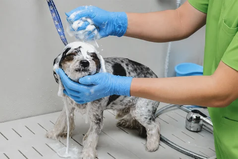 Medicated Grooming at Parkview Pet Center Doha
