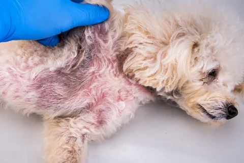 Medicated grooming for fungal infection at Parkview Pet Center in Doha, Qatar