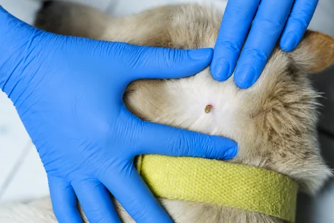 Medicated grooming for parasitic skin conditions at Parkview Pet Center in Doha, Qatar