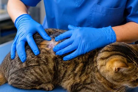 Medicated grooming for ringworm treatment at Parkview Pet Center in Doha, Qatar