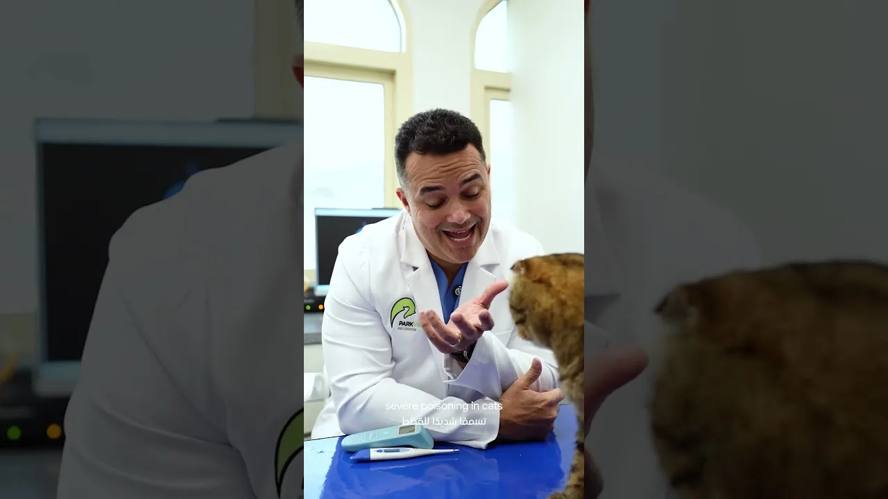 Can You Give Paracetamol to Pets? 💊🐾