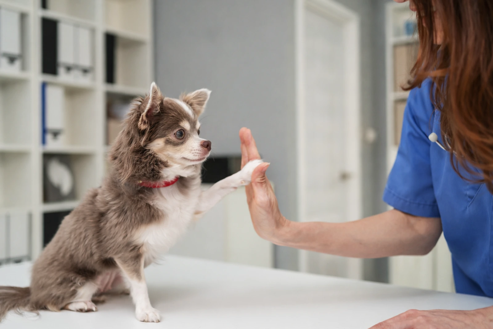 Dog and veterinary nurse during a behavioural consultation at Parkview Pet Center in Doha, Qatar