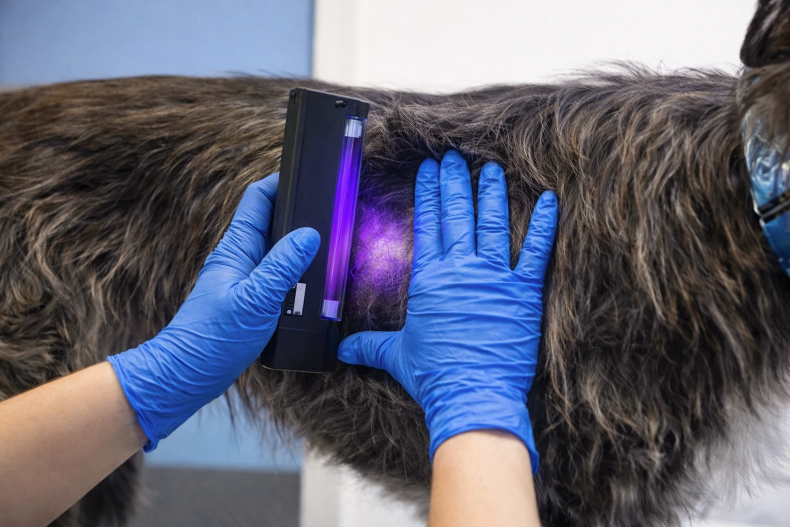 Wood's lamp dermatology examination at Parkview Pet Center in Doha, Qatar