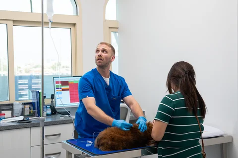 Sick Pet & Illness at Parkview Pet Center Doha