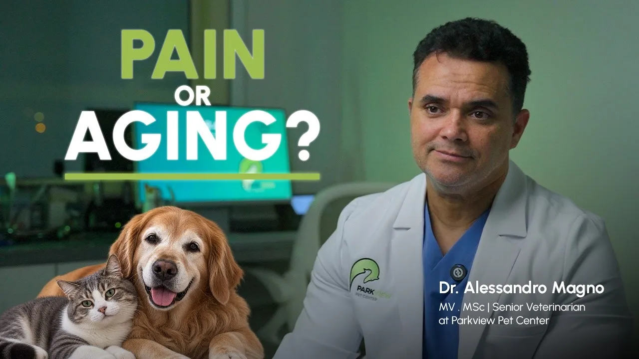 Senior Pet Care: Changes to Watch in Older Dogs & Cats
