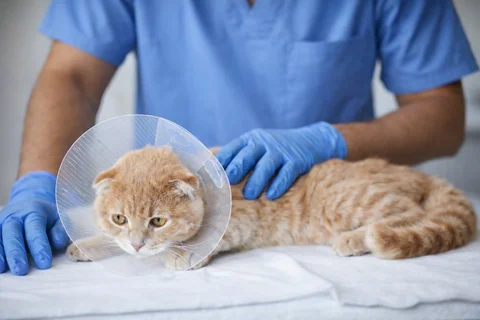 رعاية المسالك البولية في مركز بارك فيو الدوحة