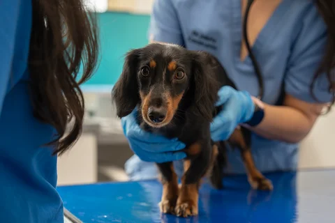 Follow-Up & Post-Surgery at Parkview Pet Center Doha