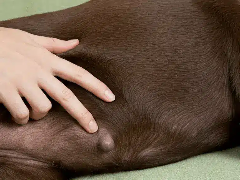 lump dog 768x576 1
