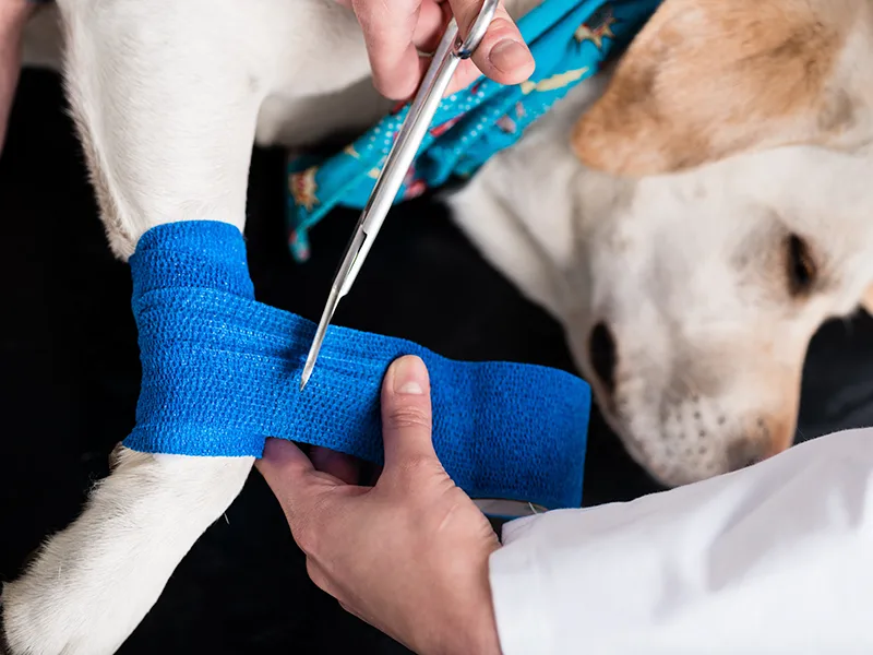 Comprehensive Pet Care Services and Quality Products in Doha