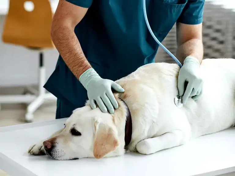 Parkview pet center